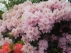 DSCF2299