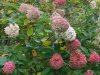 IMG_20221013_102834